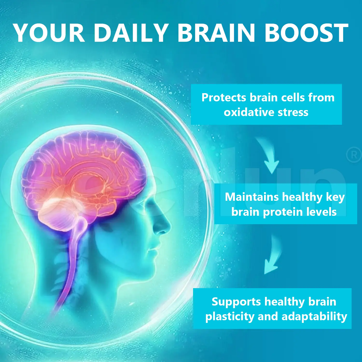 Bulk Nootropic Capsule Supplement.png