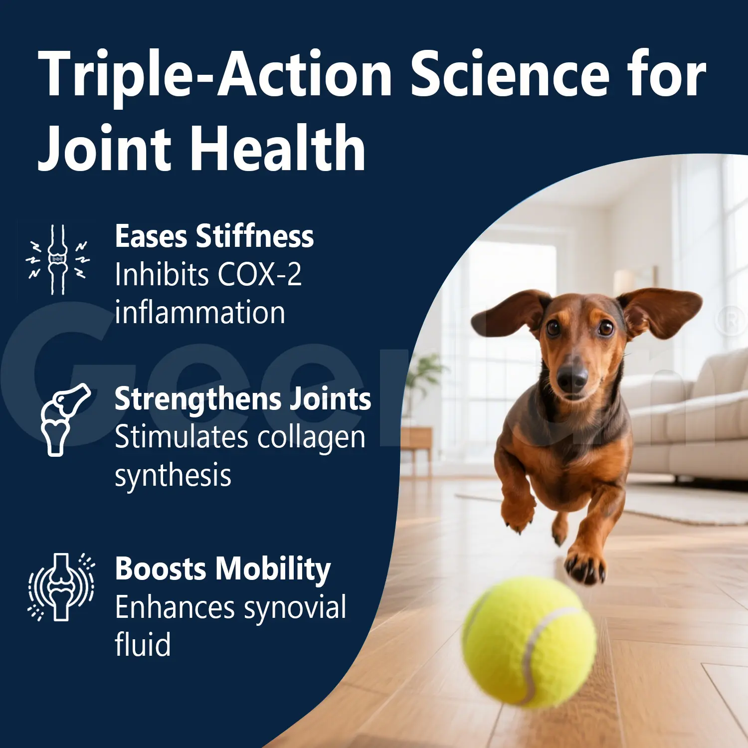 Custom Dog Mobility Improvement Chews