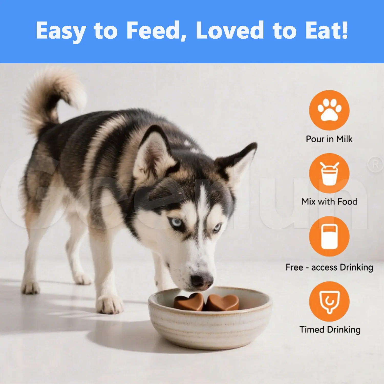 Wholesale Dog Hip Mobility Supplements