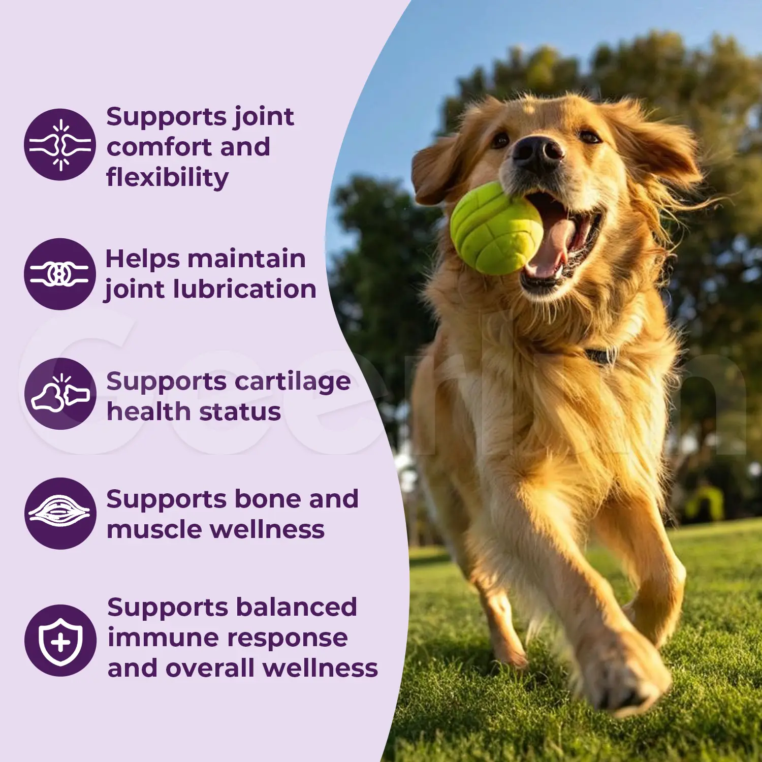 Custom Dog Hip Joint Soft Chews