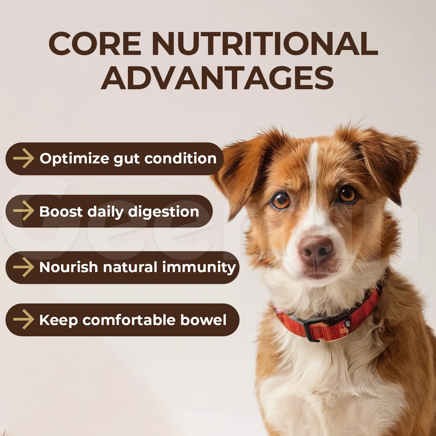 Custom Synbiotic Dog Supplements